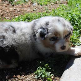 Tilly - Blue merle female Australian Shepherd puppy in Kansas, Oklahoma from Windy G Farm