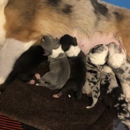 American Corgi and Pembroke Welsh Corgi Puppies from Red White & Bluie Corgi
