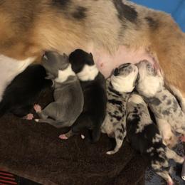 American Corgi and Pembroke Welsh Corgi Puppies from Red White & Bluie Corgi