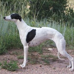 Whippets from Horsetooth Whippets