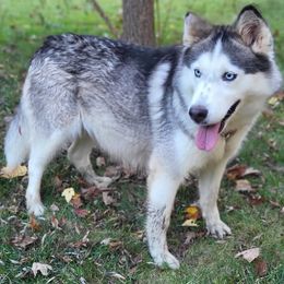 Siberian Husky puppies from Glacier Run Huskies