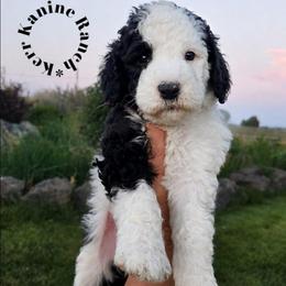 Oreo - Black and white female Sheepadoodle puppy in Ashton, Idaho from Kerr Kanine Ranch