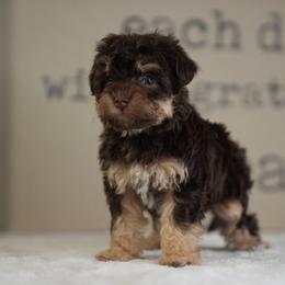 Patsy Cline - Brown female Schnoodle puppy in Caldwell, Idaho from Boise Doodle Co.
