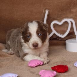 Tristan - AKC Reg - Lilac male Border Collie puppy in Courtland, Alabama from C Bar C Ranch Border Collies
