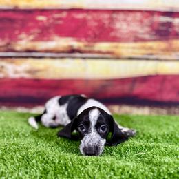 Nori - Piebald male Dachshund puppy in Westport, Kentucky from Lonestar Creek Farm