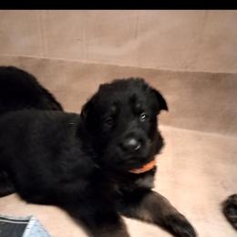 Orange collar girl - Bi-color female German Shepherd puppy in Centralia, Illinois from Janices AKC German Sheperds LLC