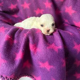 Boy - White male Maltese puppy in Charlotte, North Carolina from Toy Poodle and Maltese Perfection