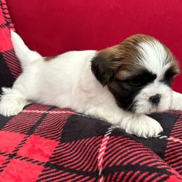 Luna - Tricolor female Shih Tzu puppy in Weeki Wachee, Florida from Svitlana Geist