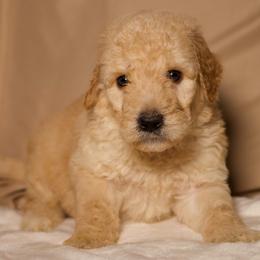 Titan - Cream male Goldendoodle puppy in Palmetto Bay, Florida from SOMIDOODLES