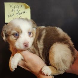 Rosie girl 5 - Red merle female Miniature Australian Shepherd puppy in Hampton, Tennessee from TC Farms Stock Dogs - Miniature Australian Shepherds