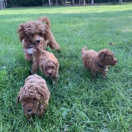 Cavalier King Charles Spaniel, Cavapoo, and Poodle Puppies from Loblolly Ranch