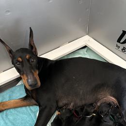 Java - Doberman Pinscher