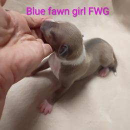 FWG - Blue fawn female Italian Greyhound puppy in Babson Park, Florida from Quality Italian Greyhounds