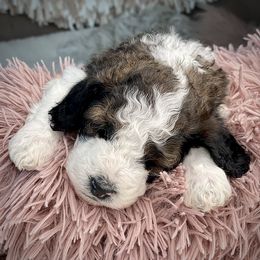 Bernedoodles, Goldendoodles, Poodles, and Sheepadoodles from Dapper Doodle Pups
