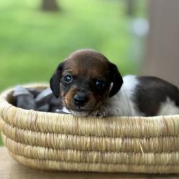 Smooth coat Red pie boy - Red male Dachshund puppy in Nashville, Arkansas from Whisenhunt Farms