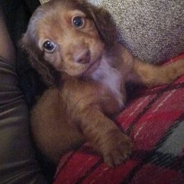 Dachshund Puppies from Nikas Baby Beanz LH Dachshunds