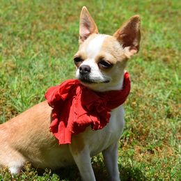 Charlotte's Web's Tawny Dancer - Fawn and white female Chihuahua puppy in Gloucester, Virginia from Charlotte's Web of Chihuahuas