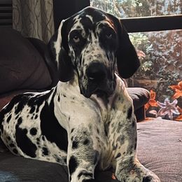 Shiva - Great Dane