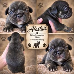 Alistair - Brindle male French Bulldog puppy in Holton, Indiana from MoonShine Babies