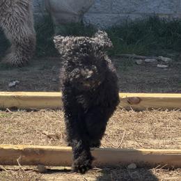 Donna - Black female Goldendoodle puppy in Indian Mound, Tennessee from Dana Walters