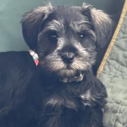 Miniature Schnauzer puppies from Rose Lane Schnauzers