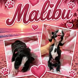 Girl 4 - Brindle female Boxer puppy in Perris, California from Ultra Paws Plus