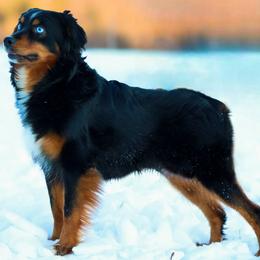 Ripley - Miniature Australian Shepherd