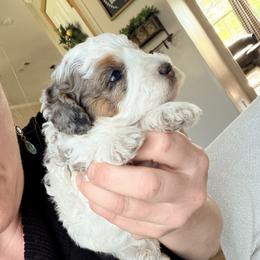 Girl 2 - Merle female Bernedoodle puppy in Grandview, Texas from Big Sky Bernedoodles