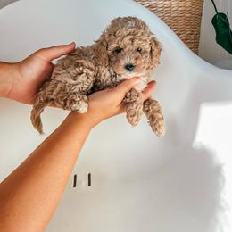 Poodle Puppies from Miniature Poodle Stud and Pups