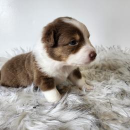 Abigail - Red tri-color female Australian Shepherd puppy in Hawaii from Hawaii Australian Shepherds