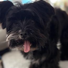 Sammie - Yorkshire Terrier