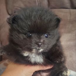 Pomeranian Puppies from Fancy Paws Pomeranian
