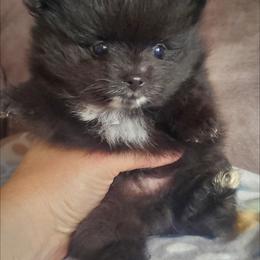 Pomeranian Puppies from Fancy Paws Pomeranian