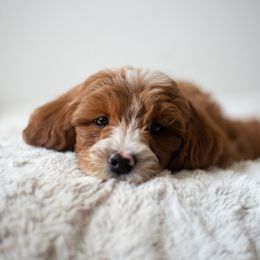 Goldendoodle Puppies from Bountiful Doodles