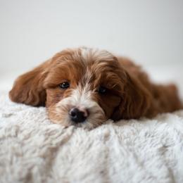 Goldendoodle Puppies from Bountiful Doodles
