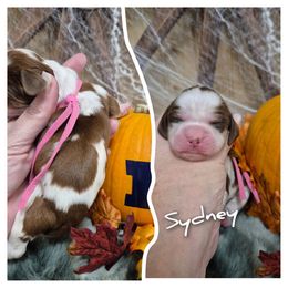 Sydney - Red and white female English Springer Spaniel puppy in Freeland, Michigan from McNally's Springer Spaniels