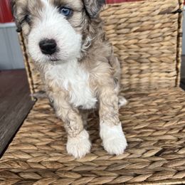 Aussiedoodle and Bernedoodle Puppies from LolliPop Farms