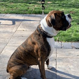 Aspen - Boxer