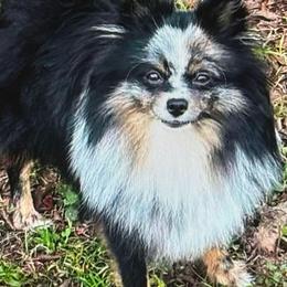 Kit kat - Pomeranian