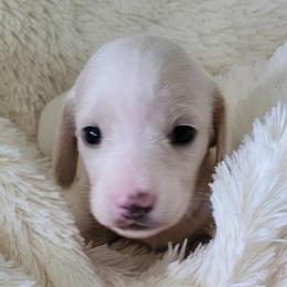 Dachshund Puppies from King's Dachshunds