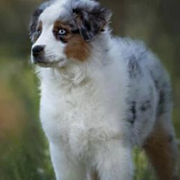 Australian Shepherds from Dixie Australian Shepard