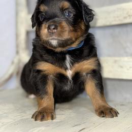 Nutmeg BTM - Black tri male Miniature Australian Shepherd puppy in Minden, Louisiana from Ironwood Creek