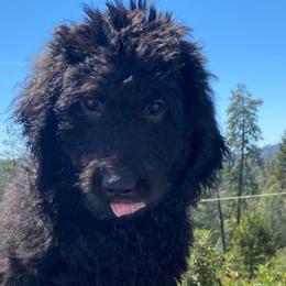 Charming Black Boy - Black male Bernedoodle puppy in Mariposa, California from Ginger & Spice Farm Puppies
