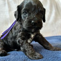 Dopey - Black and white male Cockapoo puppy in Adrian, Oregon from ApplebyFarm