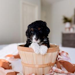 Atlas - Black and white male Bernedoodle puppy in Cold Spring, Minnesota from A.N.A. Doodles