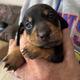 Harley - Black and tan male Dachshund puppy in Houston, Texas from Individual