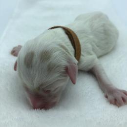 Bernedoodle and Goldendoodle Puppies from Bailey Mountain Doodles