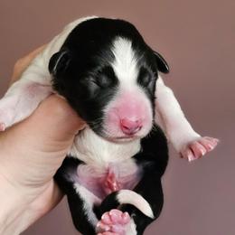 Boy - Black and white male Border Collie puppy in Brooklyn Center, Minnesota from Inspire Performance Dogs