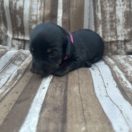 Girl Drk Pink - Dachshund puppy in Modesto, California from Lola’s Doxies
