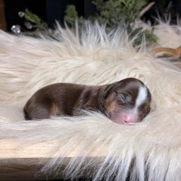 Rowan - Piebald male Dachshund puppy in Washburn, Tennessee from Clinch Mountain Dachshunds